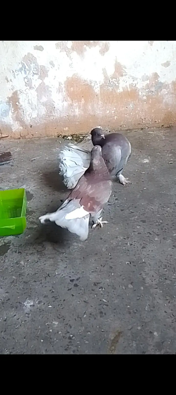Laka breeder pair for sell video available 0312/496/21/95 call or wats — photo 2