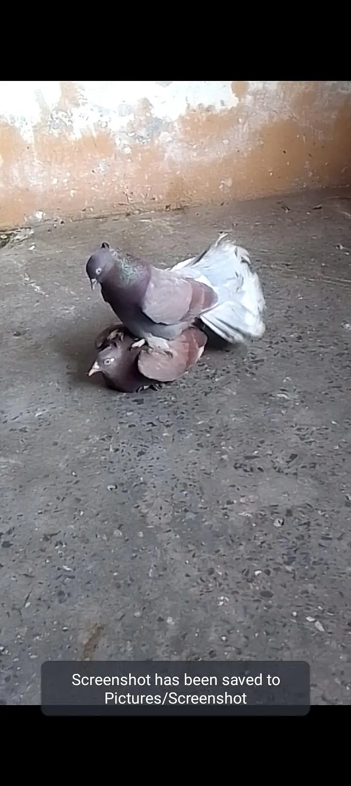 Laka breeder pair for sell video available 0312/496/21/95 call or wats — photo 3