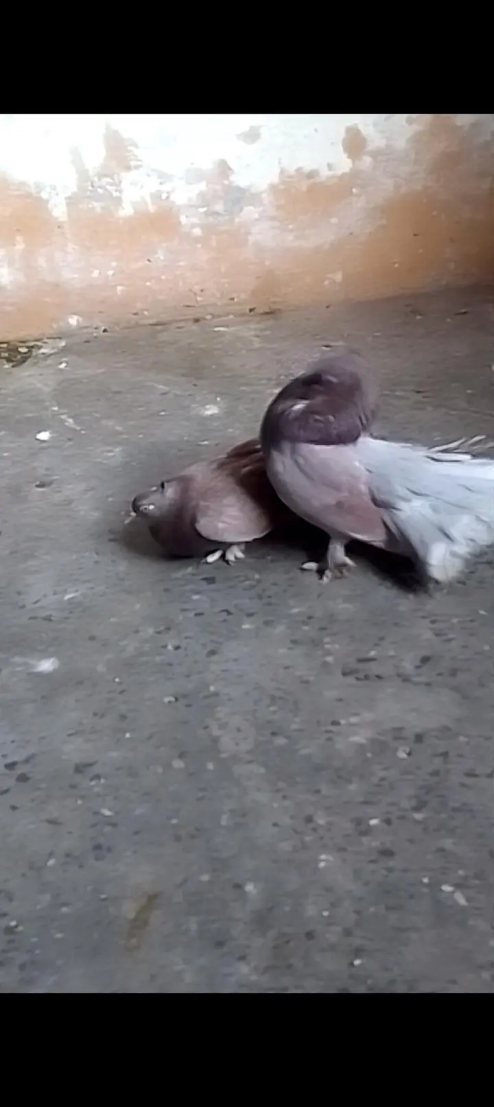 Laka breeder pair for sell video available 0312/496/21/95 call or wats — photo 4