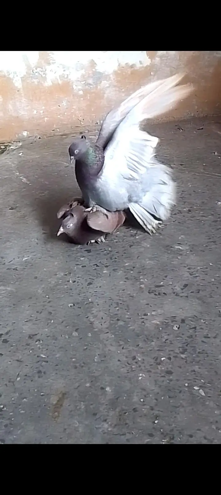 Laka breeder pair for sell video available 0312/496/21/95 call or wats — photo 5