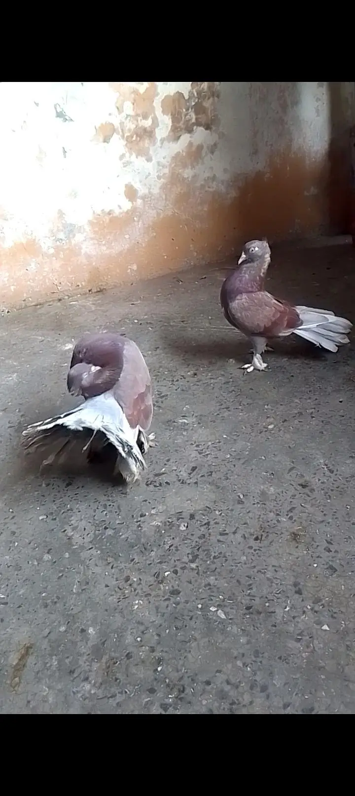 Laka breeder pair for sell video available 0312/496/21/95 call or wats — photo 7