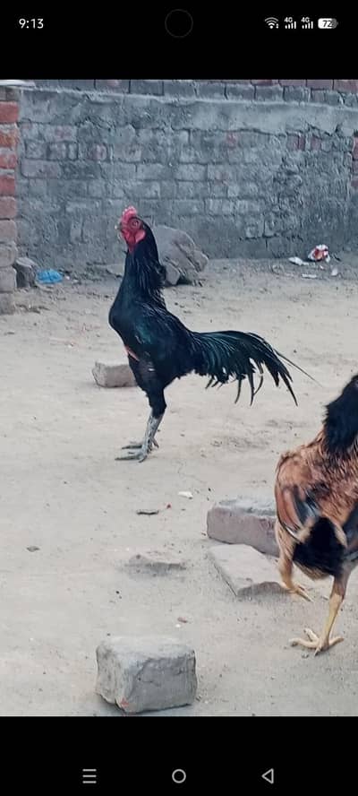 murgha for sale 03157697016