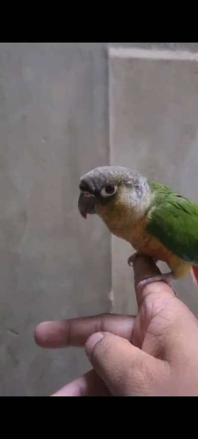 Pineapple (Green check conure parrot) hand tamed