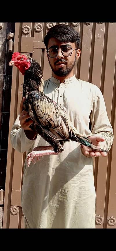 Reza breed ka patha ha