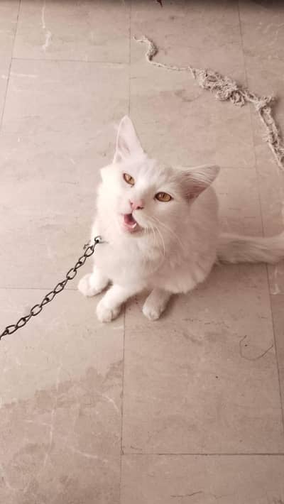 Persian Male Cat