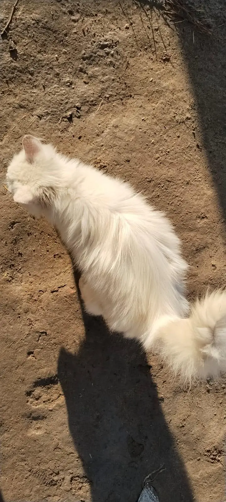 Persian Male Cat — photo 2