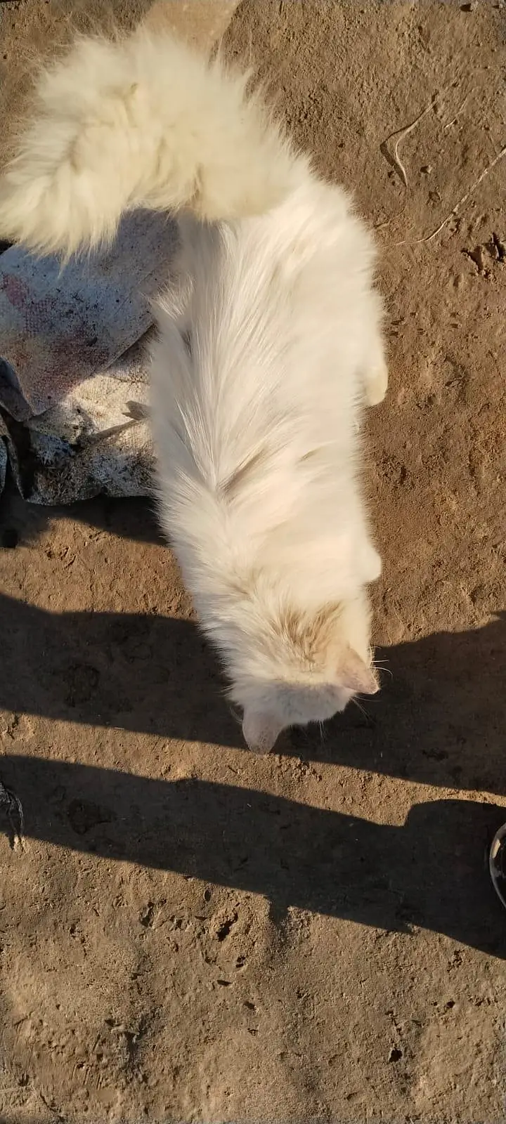 Persian Male Cat — photo 3