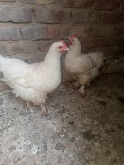 I want to sell my white golden buff females