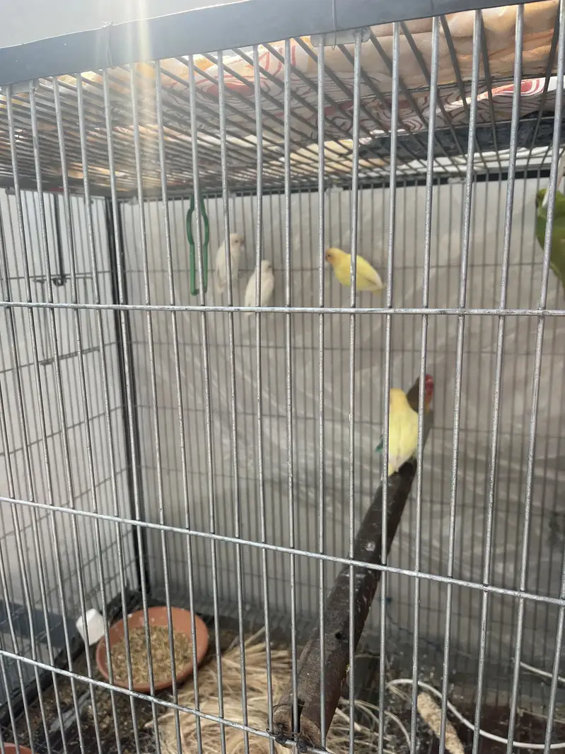 Love birds — photo 2