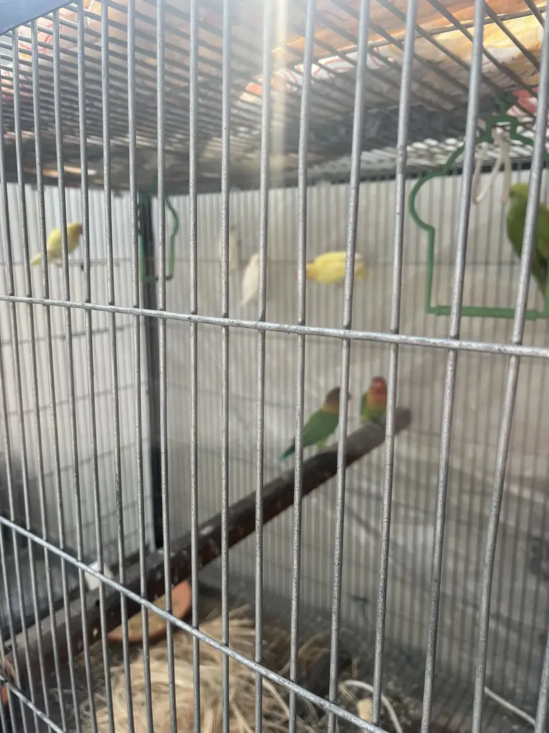 Love birds — photo 3