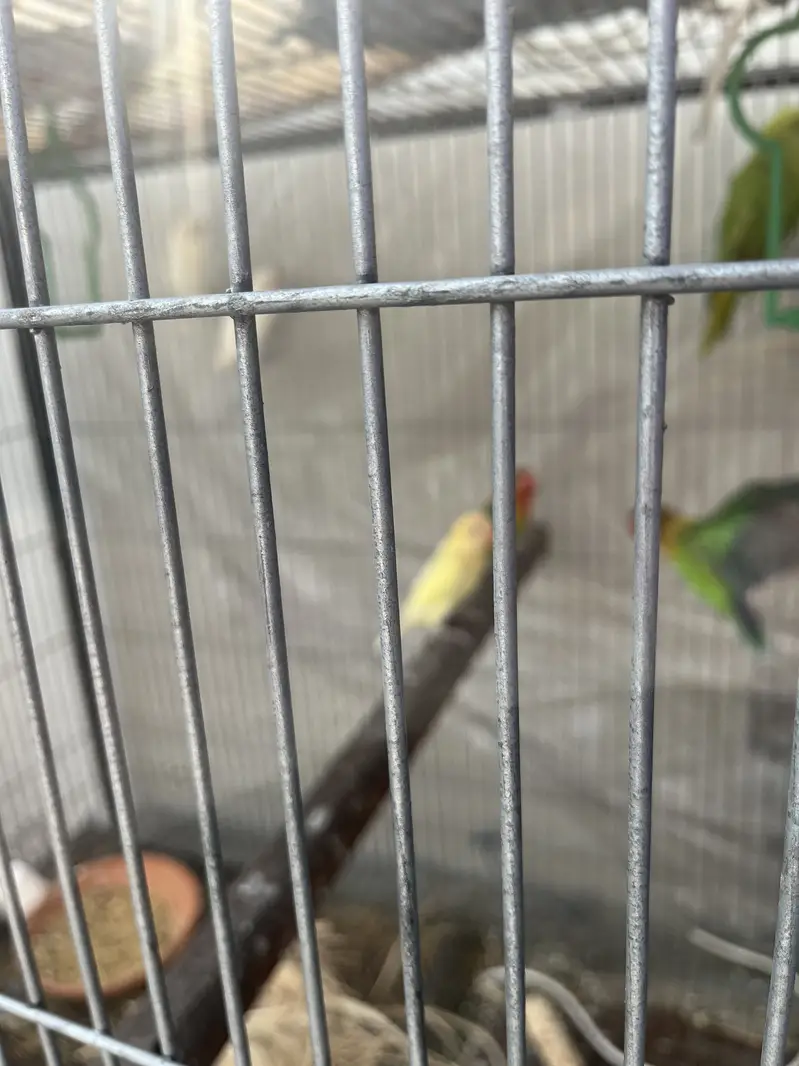 Love birds — photo 4