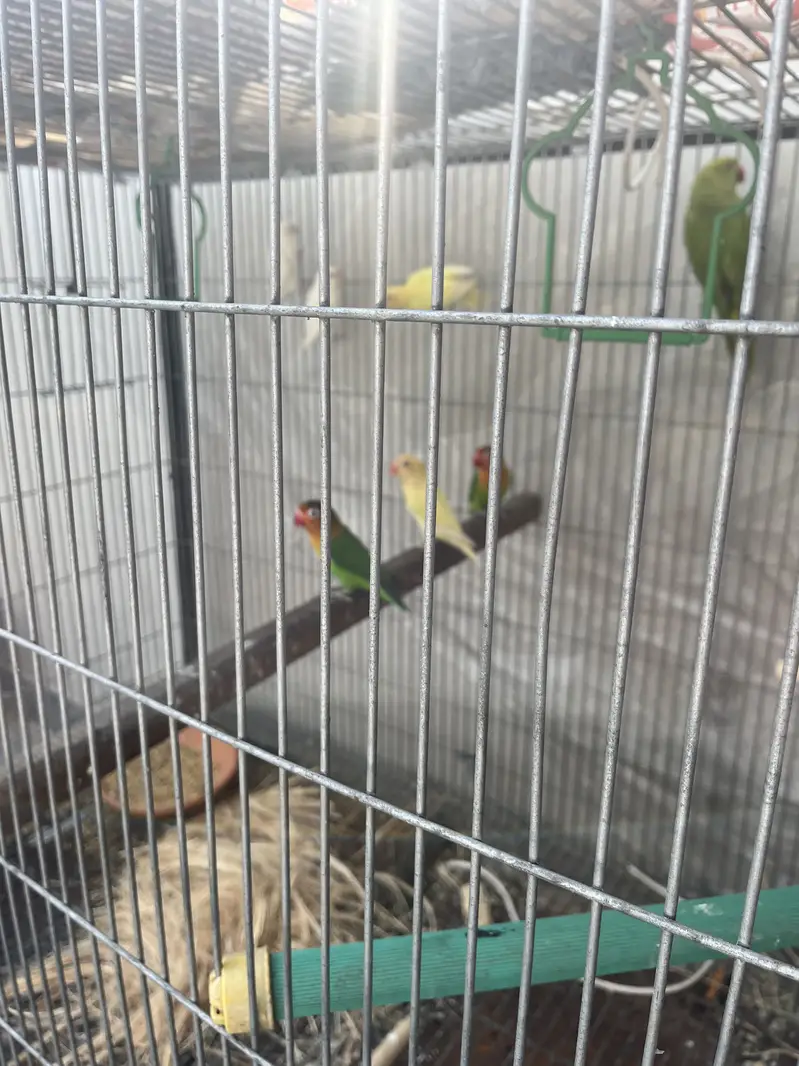 Love birds — photo 5