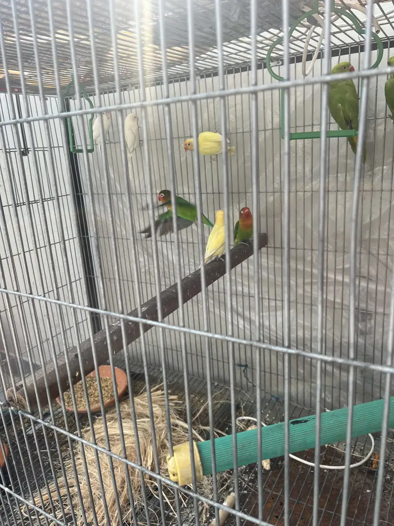 Love birds — photo 6