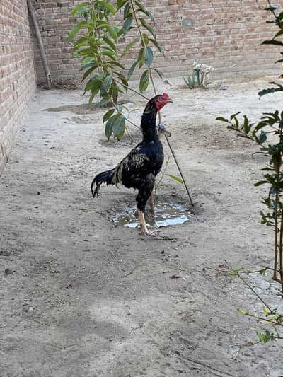 Takra murga exchange possible with aseel pthy or hens