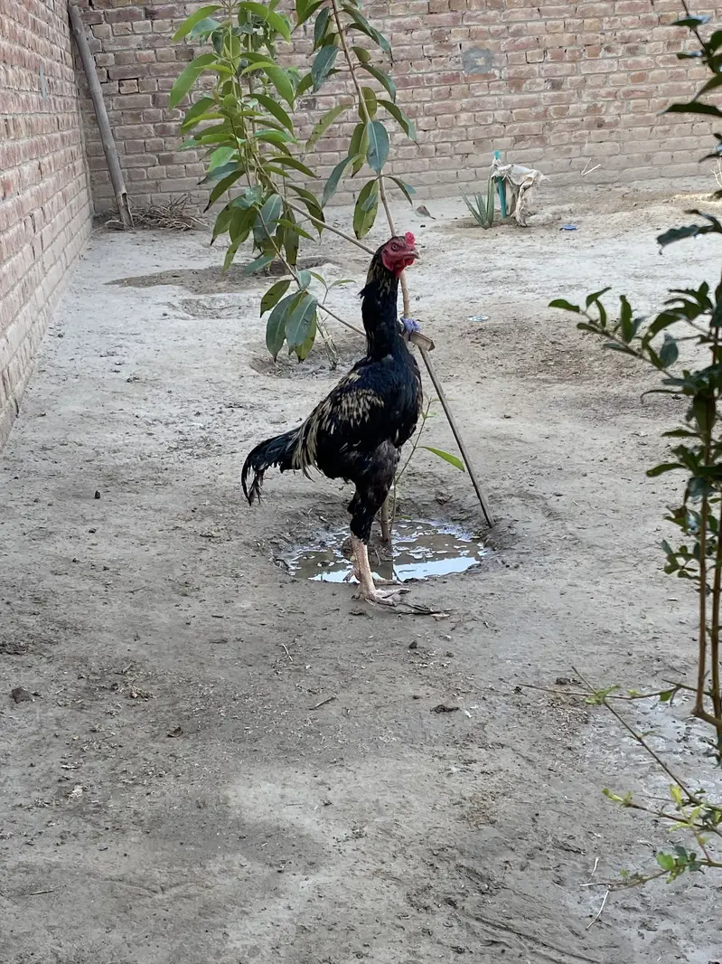 Takra murga exchange possible with aseel pthy or hens — photo 2