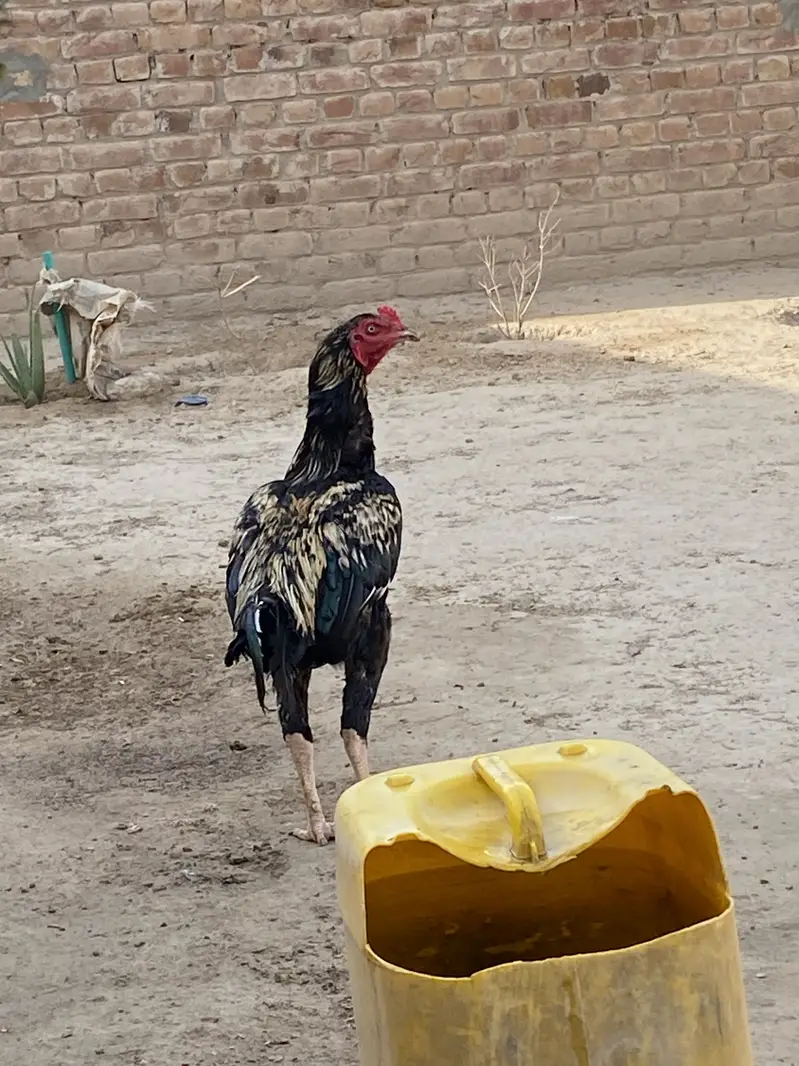 Takra murga exchange possible with aseel pthy or hens — photo 3