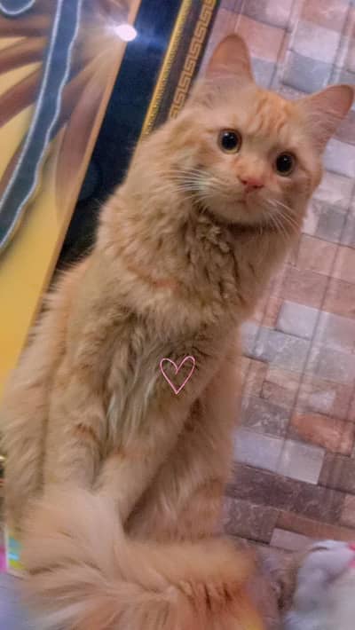 persian triple coated