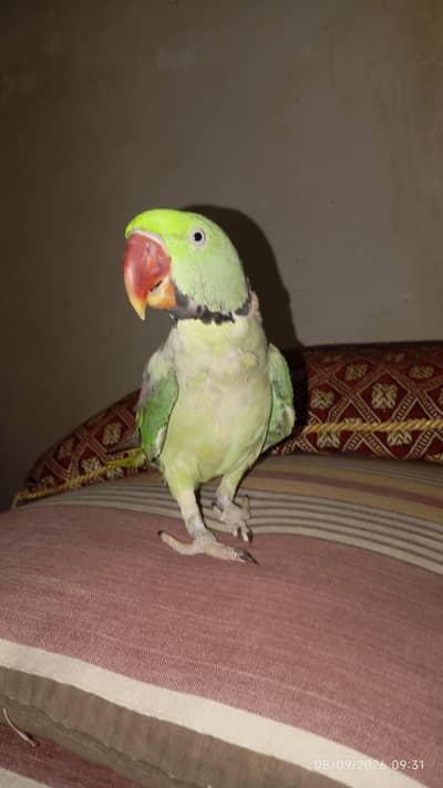 Green raw parrot full trained with pinjra