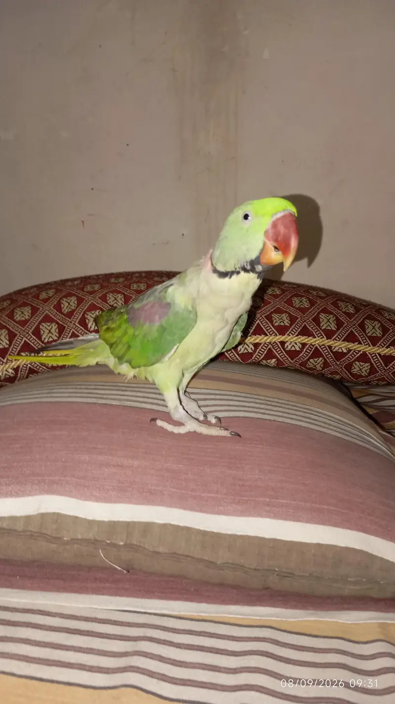 Green raw parrot full trained with cage — photo 2