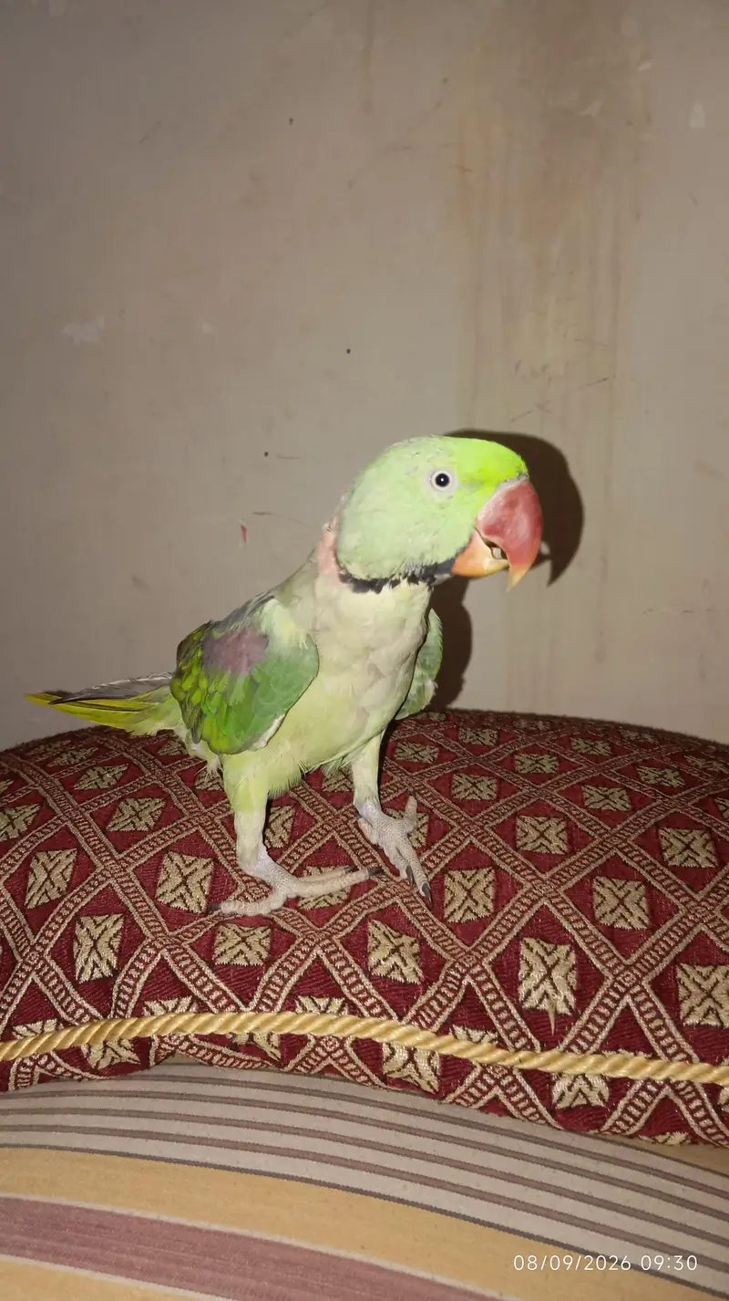 Green raw parrot full trained with cage — photo 3