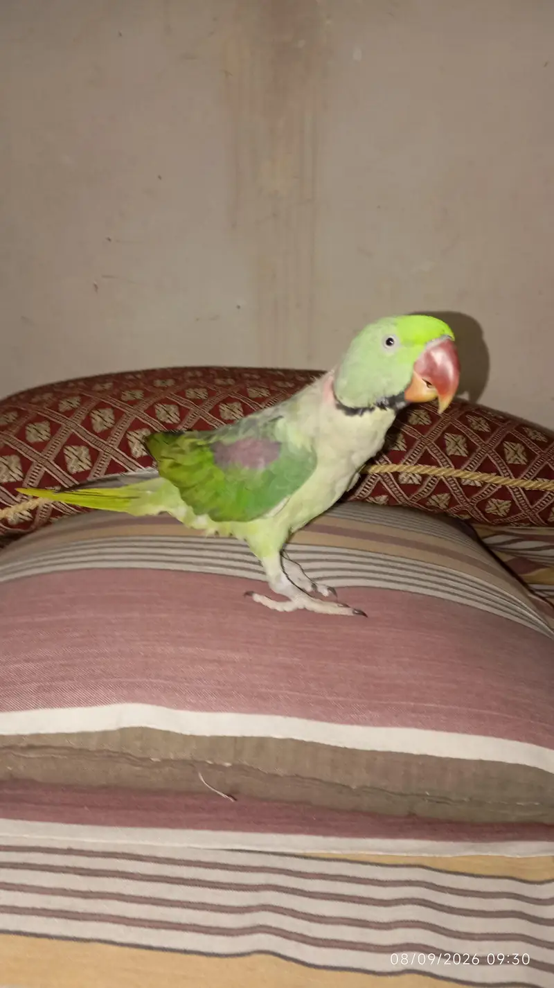 Green raw parrot full trained with cage — photo 4