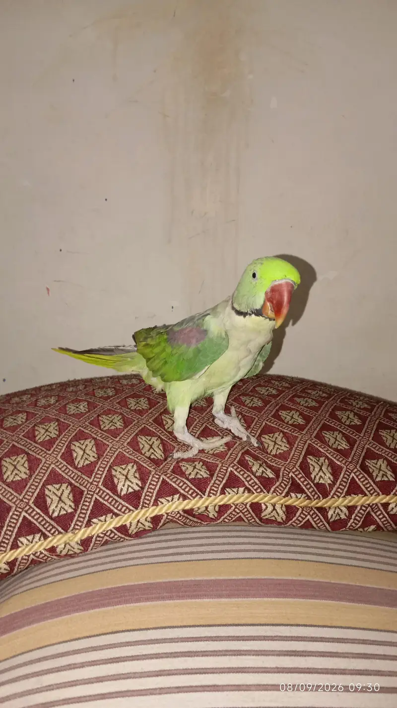 Green raw parrot full trained with cage — photo 5