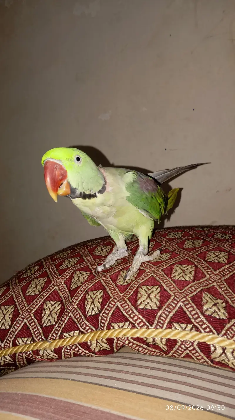 Green raw parrot full trained with cage — photo 6