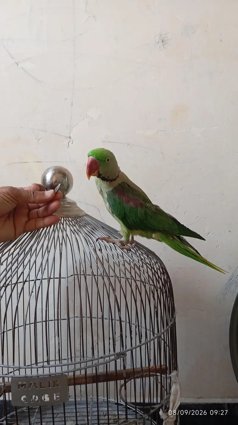 Green raw parrot full trained with cage — photo 7