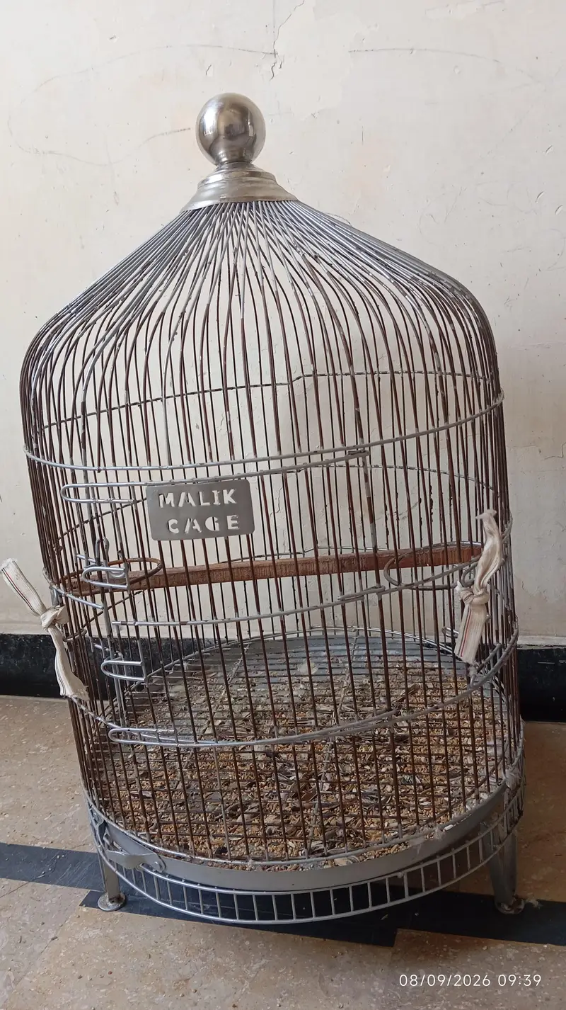 Green raw parrot full trained with cage — photo 8