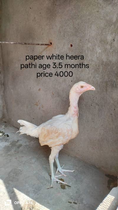 paper white heera aseel pathi