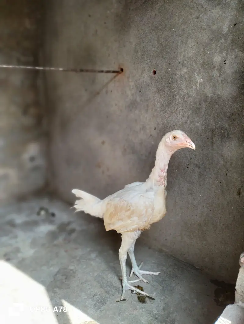 paper white heera aseel pathi — photo 2