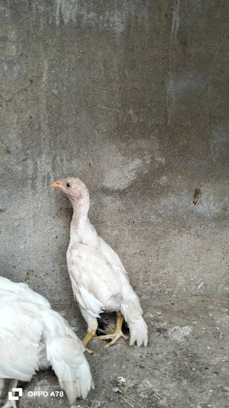 paper white heera aseel pathi — photo 3