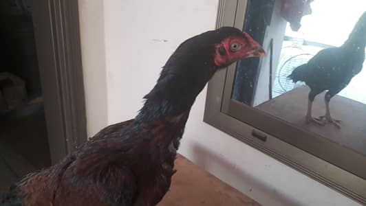 aseel madi urgent for sale