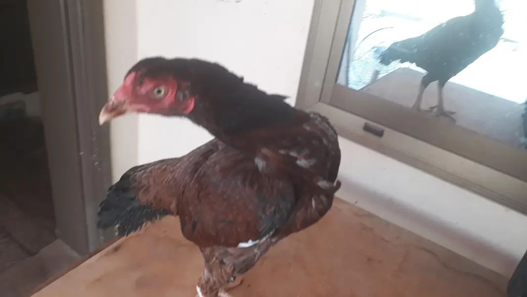 aseel madi urgent for sale — photo 4