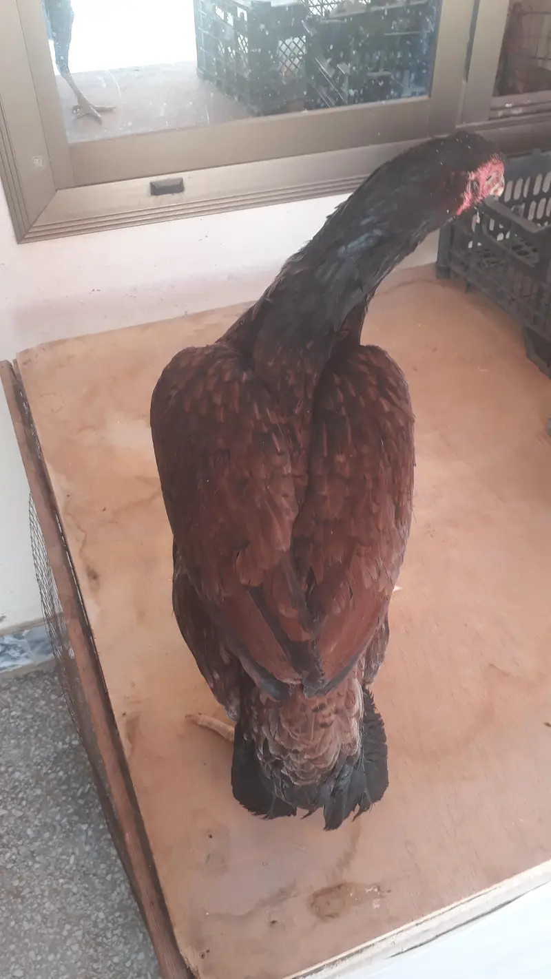 aseel madi urgent for sale — photo 5