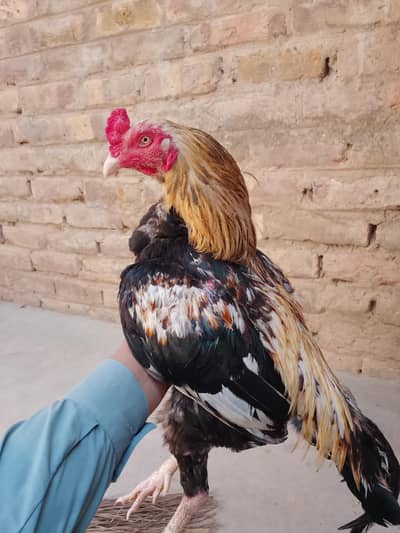 Murga fore sell