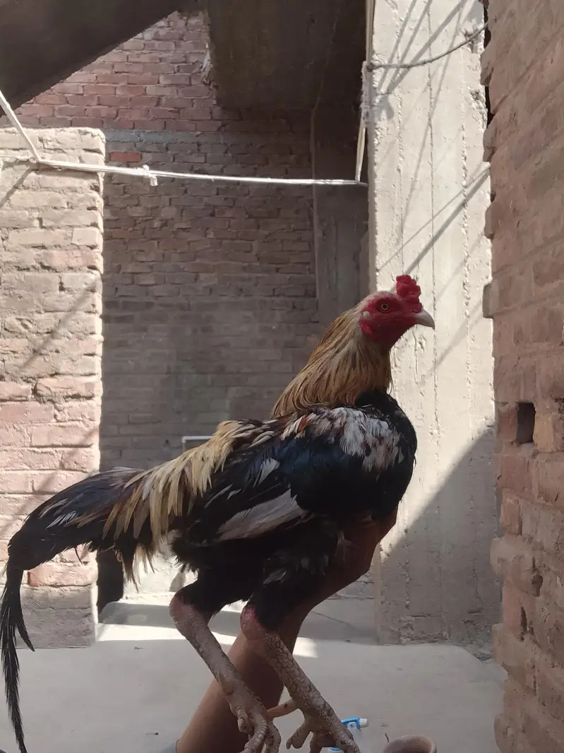 Murga fore sell — photo 3