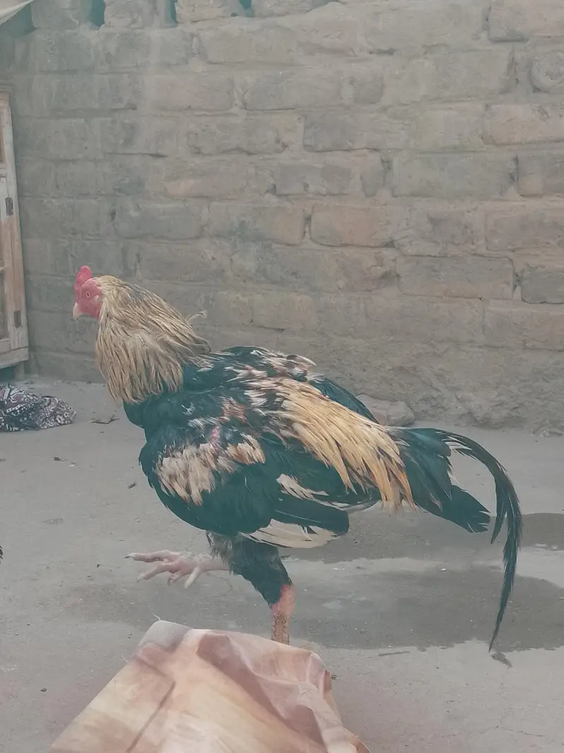 Murga fore sell — photo 7