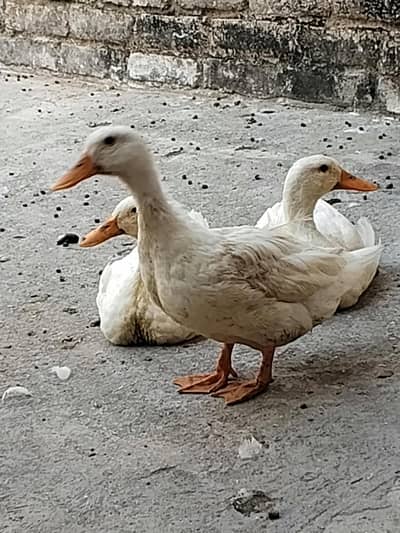 white duck hain male female