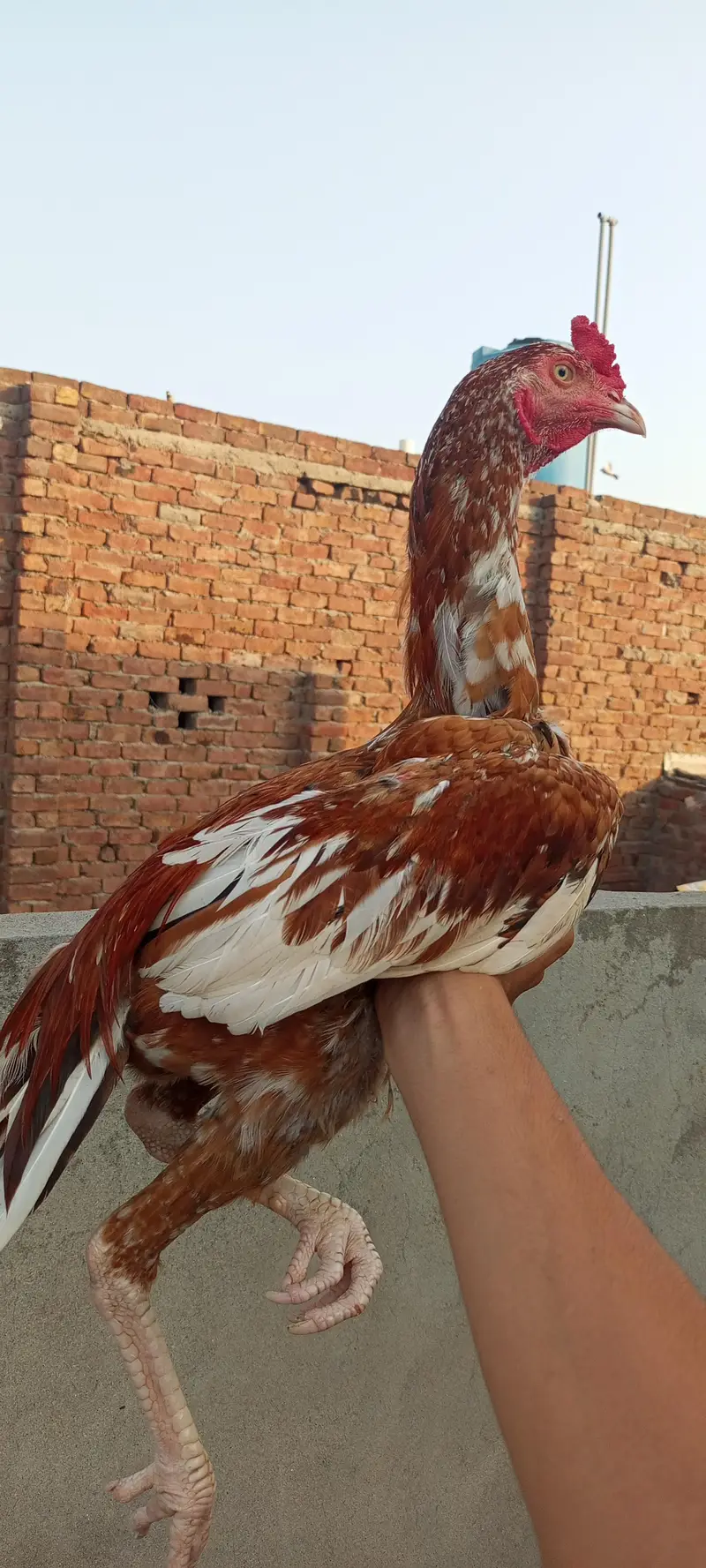 aseel murga — photo 2