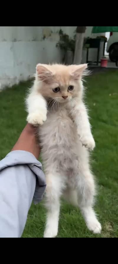 persian kitten