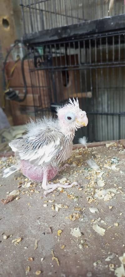 cocktail chick v paid hand feed per