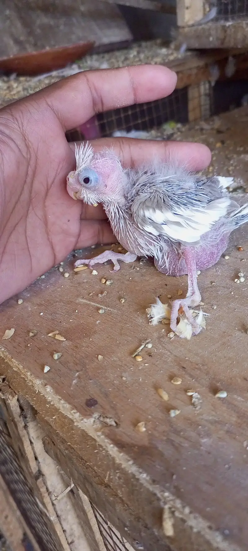 cocktail chick v paid hand feed per — photo 2