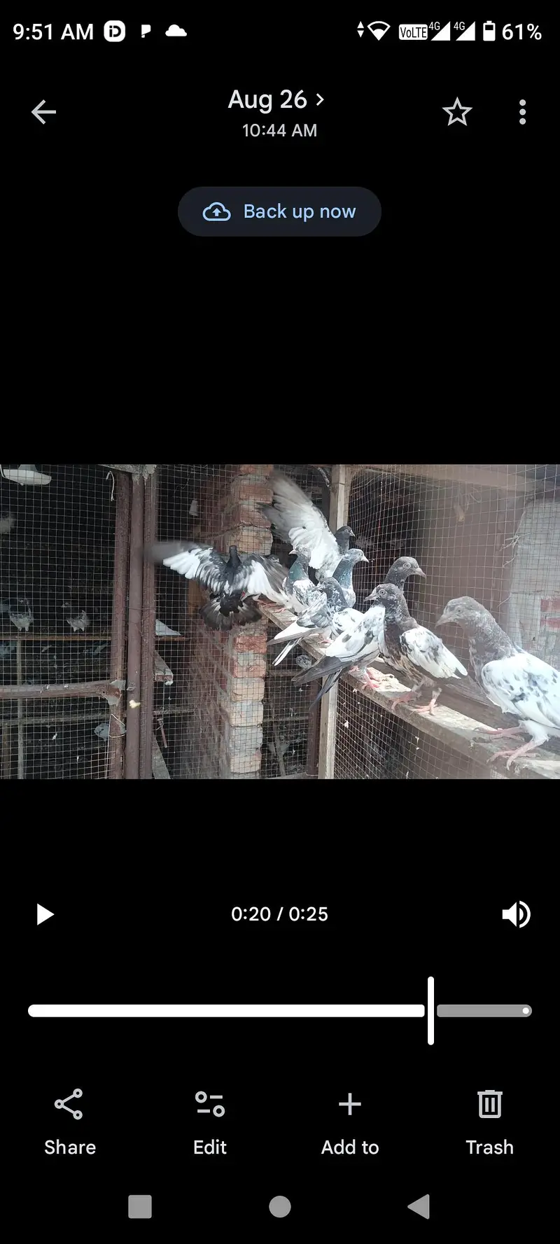 tadi bacha or bara pices bhe ha or patha pathya ha — photo 2