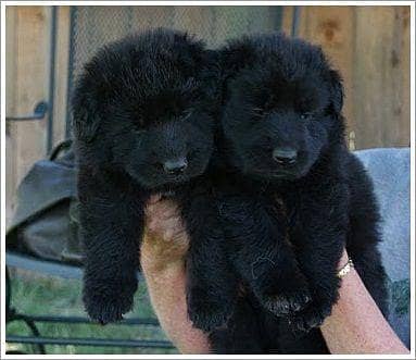 German Shepherd Puppies Pair for sale