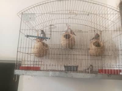 king size finches breeder pairs for sale