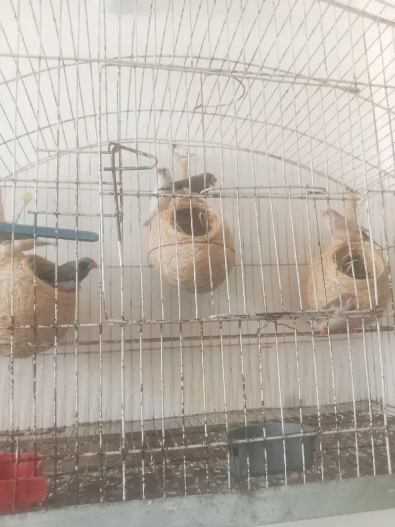 king size finches breeder pairs for sale — photo 2