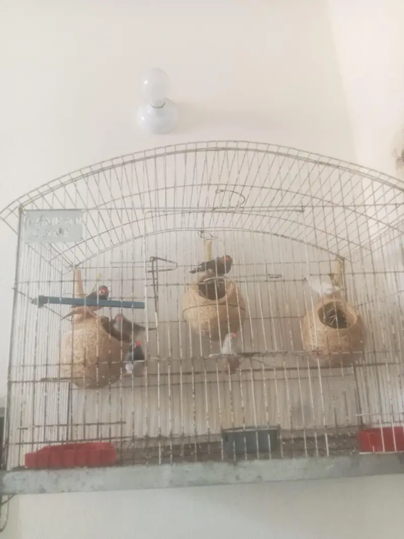 king size finches breeder pairs for sale — photo 3
