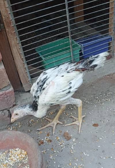 bhot hi achi quality  ma hain