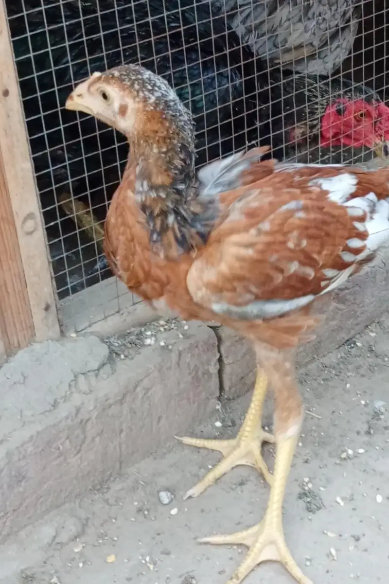 bhot hi achi quality  ma hain — photo 2